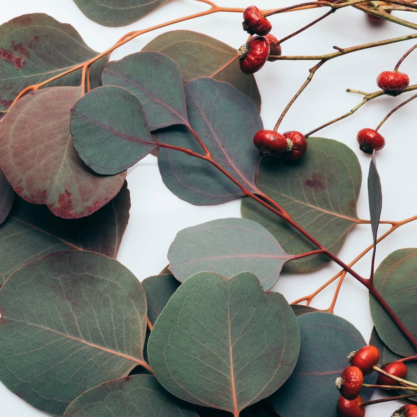 4 x Savon d'invité 'Eucalyptus